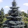 Ель голубая Мисти Блю