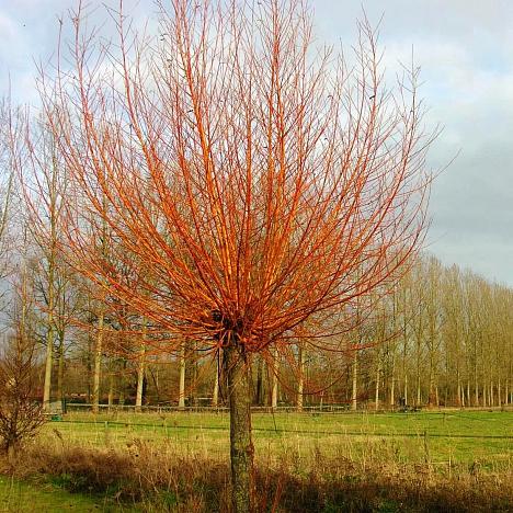 Ива Олимпийский огонь
