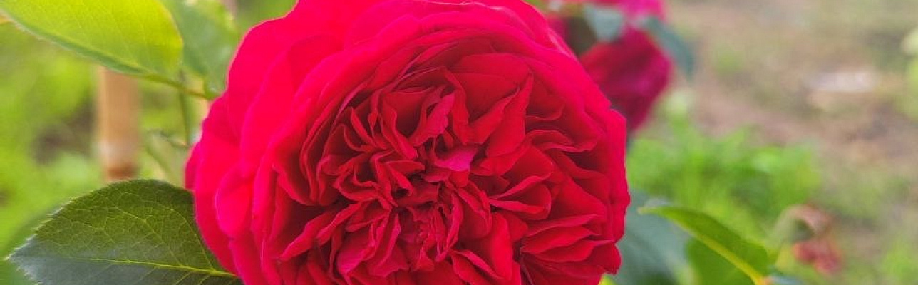 Почему розы чернеют после зимы и как им помочь