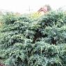 Можжевельник чешуйчатый Мейери